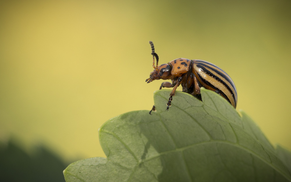7. Platz Anton Kienle